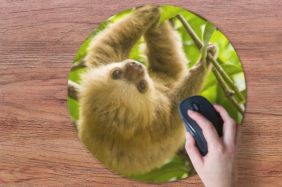 Muismat rond 50x50 cm - Mousepad Een gekleurde jonge luiaard hangt tussen de groene bladeren - Ronde muismatten