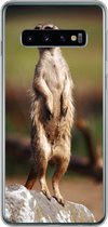 Geschikt voor Samsung Galaxy S10 hoesje - Stokstaartje - Dier - Wild - Siliconen Telefoonhoesje