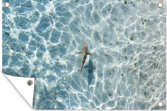 Décoration murale Requin en eau peu profonde - 180x120 cm - Poster de jardin