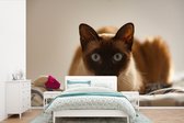 Behang - Fotobehang Siamese kat op bed - Breedte 330 cm x hoogte 220 cm