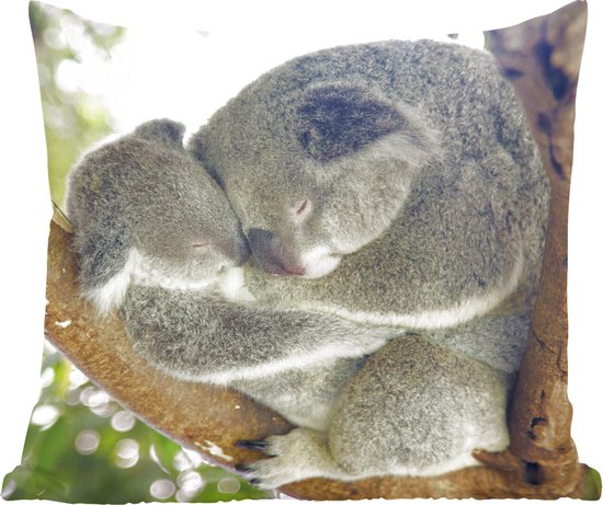 Koalas - Câlin - Animaux