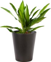 Plant in hydrocultuur systeem van Botanicly: Drakenboom met weinig onderhoud – Hoogte: 35 cm – Dracaena fragr. Cintho