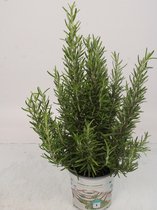 Kamerplant van Botanicly – Treurvijg – Hoogte: 35 cm – Ficus benjamina Danielle