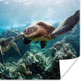 Poster Twee zeeschildpadden - 75x75 cm