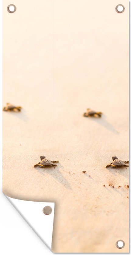 Tuinposter Baby schildpadden fotoprint - 30x60 cm - Tuindoek - Buitenposter