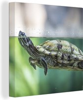 Canvas Schilderij Close-up foto van schildpad - 50x50 cm - Wanddecoratie