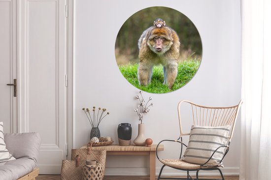 Macaques de Barbarie dans l'herbe Wall Circle Wallpaper Sticker ⌀ 120 cm / Wallpaper Circle / Wall Circle / Living Circle - Auto-adhésif et coupe ronde