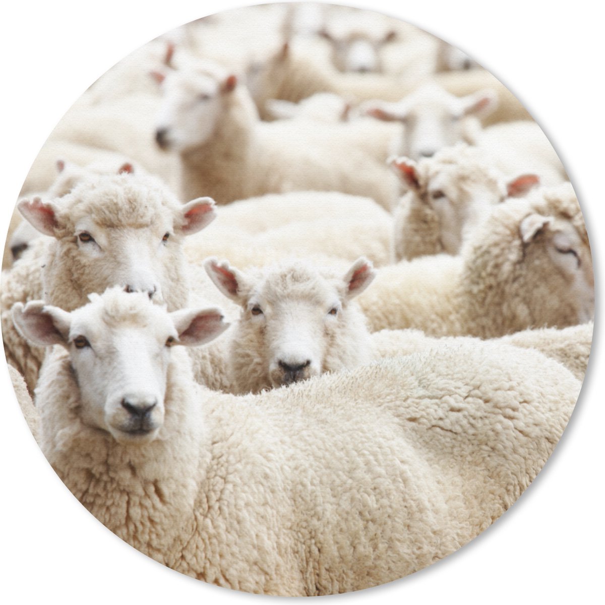 Muismat rond 20x20 cm - Mousepad Schapen - Wol - Wit - Ronde muismatten