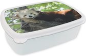 Broodtrommel Wit - Lunchbox - Brooddoos - Rode Panda - Boom - Groen - 18x12x6 cm - Volwassenen