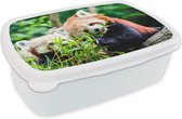 Broodtrommel Wit - Lunchbox - Brooddoos - Rode Panda - Planten - Boomstam - 18x12x6 cm - Volwassenen