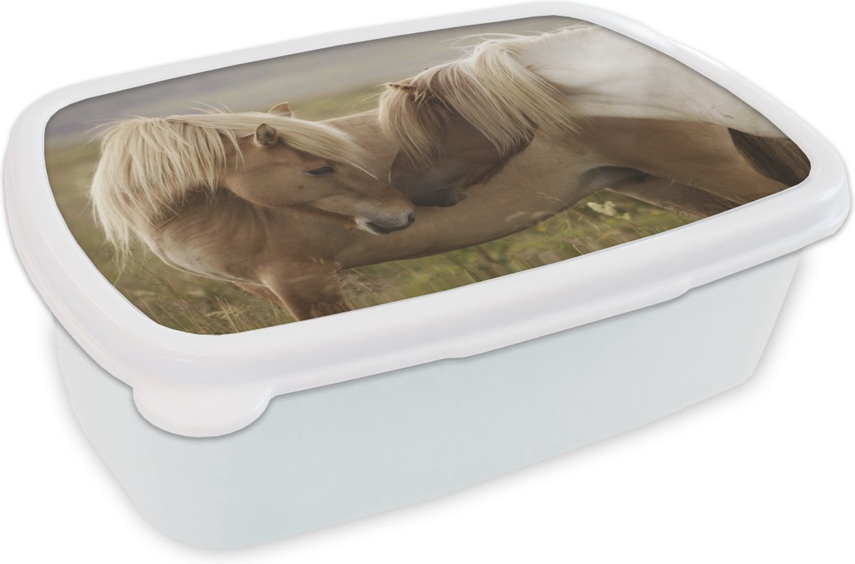 Broodtrommel Wit - Lunchbox - Brooddoos - Paarden - Gras - Bruin - 18x12x6 cm - Volwassenen
