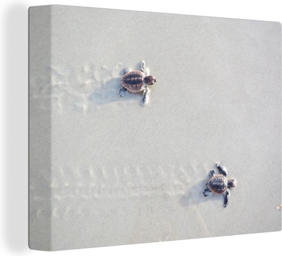 Canvas Schilderij Twee kleine schildpadden - 40x30 cm - Wanddecoratie