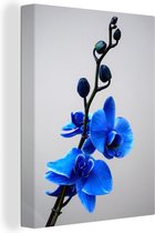 Canvas Schilderij Blauwe orchideeën tegen een witte achtergrond - 60x80 cm - Wanddecoratie
