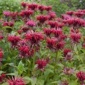 6x Monarda ‘Cambridge Scarlet’ - Bergamotplant - Pot 9x9 cm