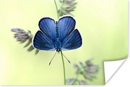 Poster Blauwe vlinder - 120x80 cm