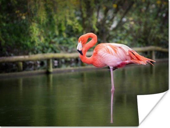 Poster Een flamingo staat op een poot in het water - 80x60 cm