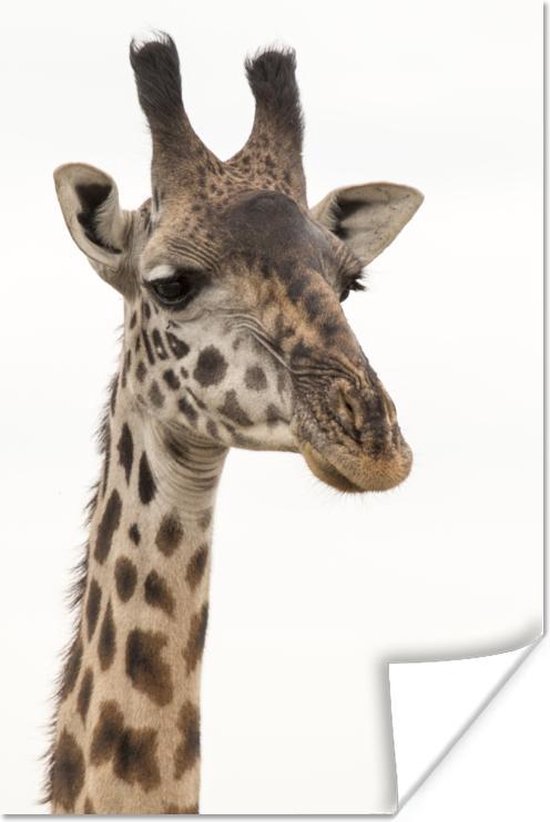 Portret van een giraffe Poster 60x90 cm - Foto print op Poster (wanddecoratie woonkamer / slaapkamer) / Afrika Poster