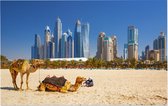 Kamelen op Jumeirah strand voor de skyline van Dubai - Foto op Forex - 90 x 60 cm