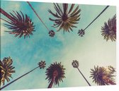 De palmbomen op Hollywood Boulevard in Los Angeles - Foto op Canvas - 60 x 40 cm