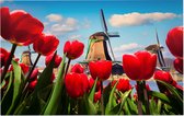 Nederlandse tulpen voor de molens van Amsterdam - Foto op Forex - 45 x 30 cm