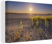 Canvas Schilderij Droge woestijn met plantjes fotoprint - 120x80 cm - Wanddecoratie