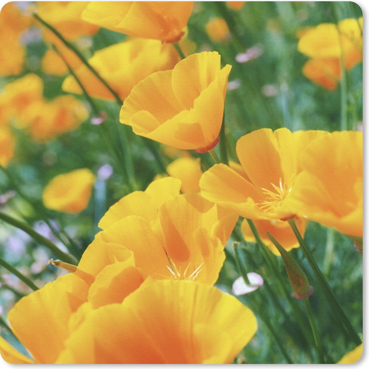 Muismat 30x30 cm - Mousepad Bloemen - Tuin - Oranje - Muismatten