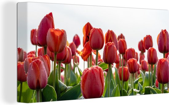 Canvas Schilderij Een gebied met rode tulpen in Nederland - 80x40 cm - Wanddecoratie
