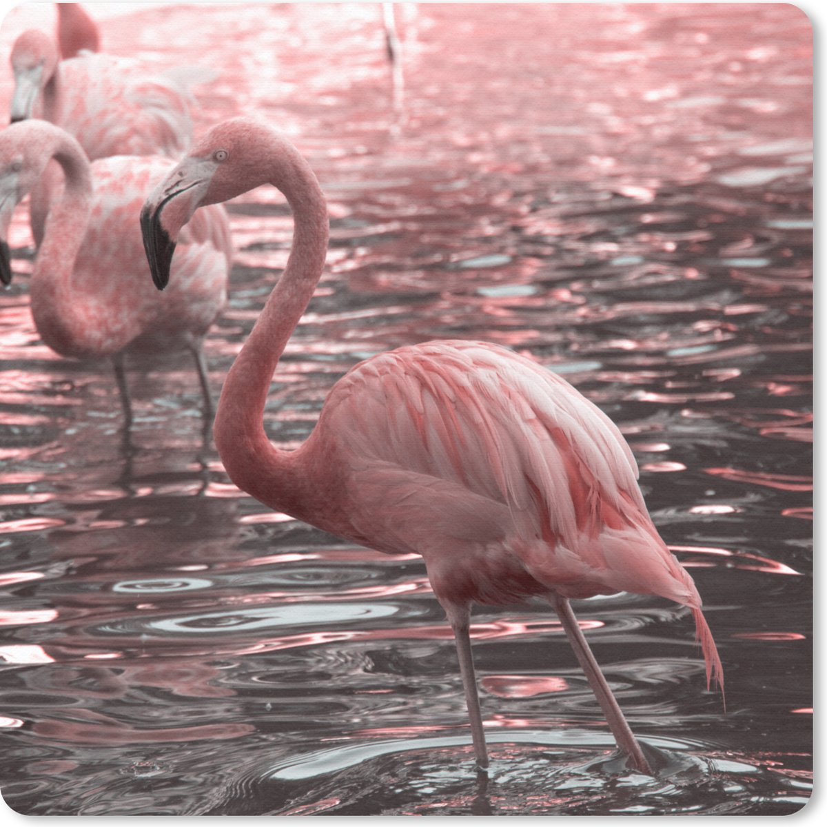 Muismat 20x20 cm - Mousepad Een groep flamingo's staat in het water - Muismatten