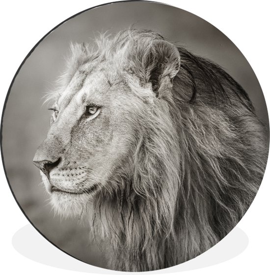 Lion regardant ailleurs Cercle mural aluminium ⌀ 120 cm - Tirage photo sur cercle mural / cercle vivant / cercle jardin (décoration murale) XXL / Groot format!