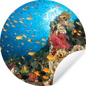 WallCircle - Muurstickers - Behangcirkel - Koraal met vissen - 50x50 cm - Muurcirkel - Zelfklevend - Ronde Behangsticker