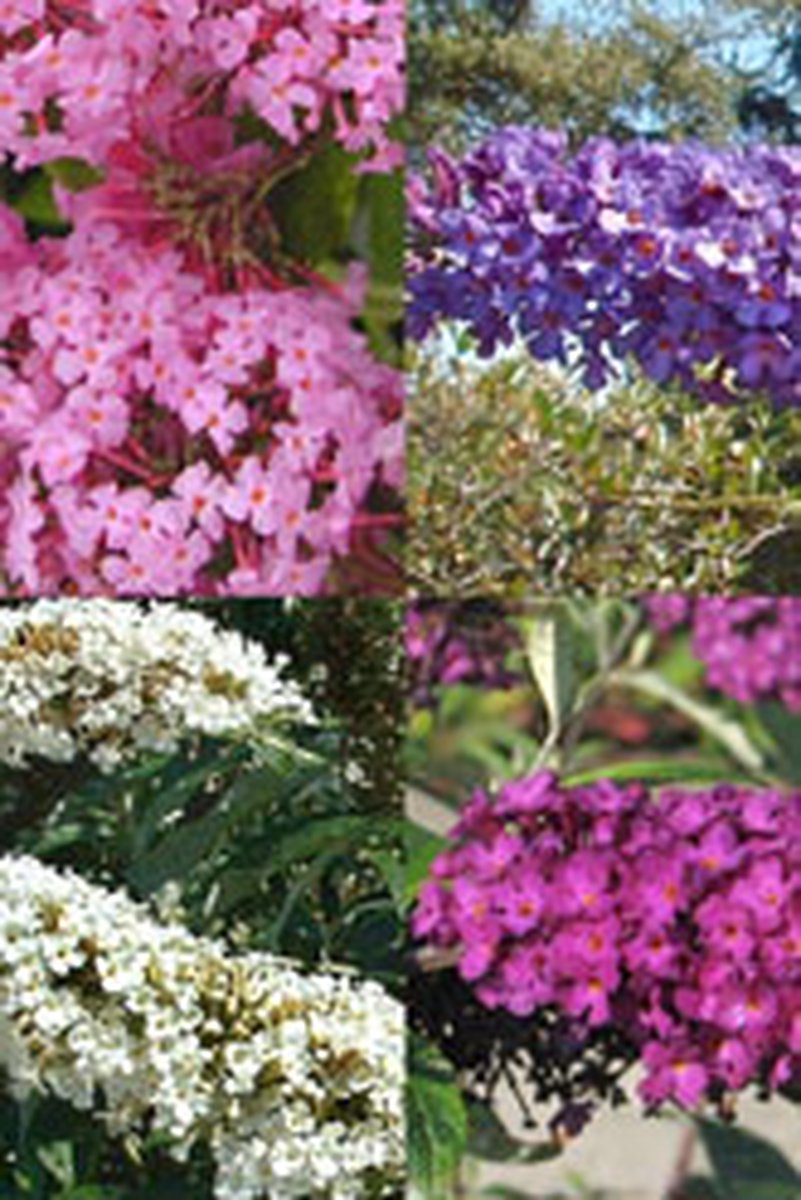 Gemixte Buddlejahaag pot 30-60 cm - Bladverliezend - Bloeiende plant - Geurend - Informele haag - Insectenlokkend