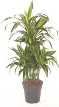 Kamerplant van Botanicly – Drakenboom – Hoogte: 70 cm – Dracaena fragrans Hawaiian Sunshine