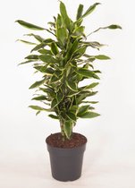 Kamerplant van Botanicly – Drakenboom – Hoogte: 90 cm – Dracaena Golden Coast
