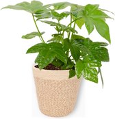 Kamerplant Fatsia Japonica – Vingerplant - ± 25cm hoog – 12 cm diameter - in beige mand
