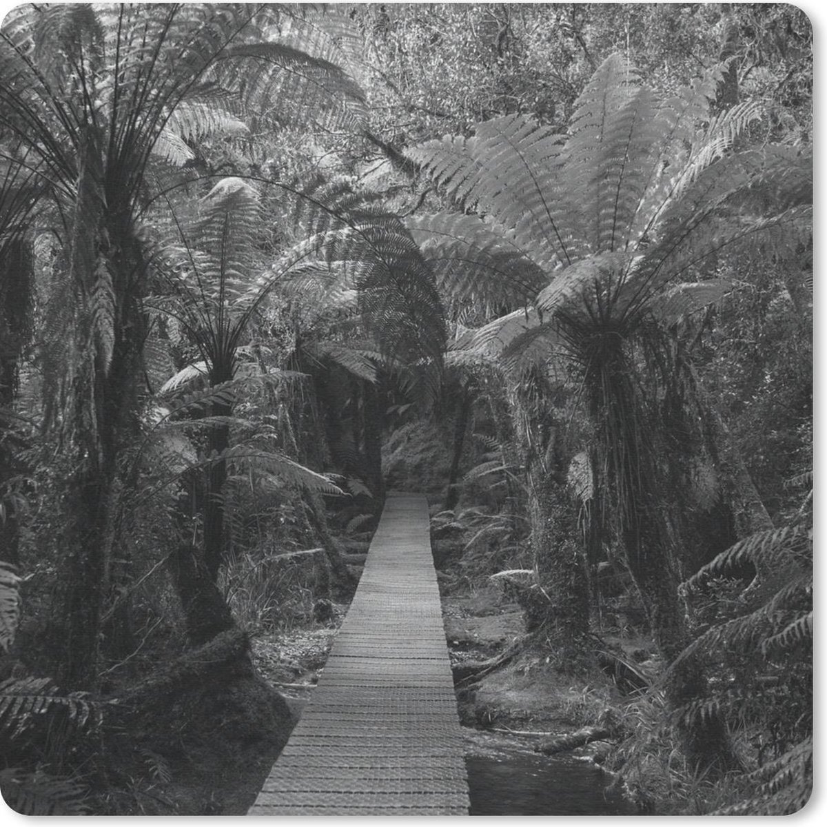 Muismat 20x20 cm - Mousepad Nieuw-Zeeland - Pad - Jungle - Muismatten