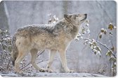 Sous-main 60x40 cm - Tapis de souris Loup - Hiver - Neige - Sous-main XL - Protection sous-main - Tapis de souris Ordinateur