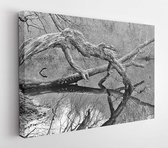 Canvas schilderij - Branch in River  -    143212249 - 50*40 Horizontal