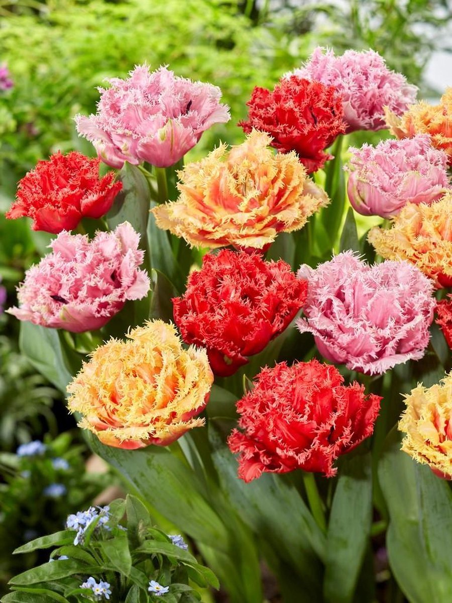 150x Tulpen 'Dubbel gefranjerd, gemengd' - BULBi® Bloembollen met bloeigarantie