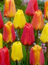 250x Tulpen 'Apeldoorn gemengd'  bloembollen met bloeigarantie