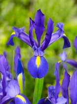 200x Iris 'Iris blue magic hollandica'  bloembollen met bloeigarantie