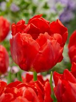 80x Tulpen 'Viking' - BULBi® Bloembollen met bloeigarantie