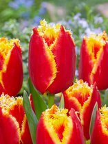 80x Tulpen 'Davenport'  bloembollen met bloeigarantie