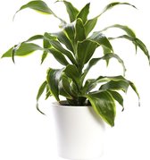 Plant in hydrocultuur systeem van Botanicly: Drakenboom met weinig onderhoud – in wit kleurig hydrocultuur sierpot – Hoogte: 25 cm – Dracaena derem. Dorado