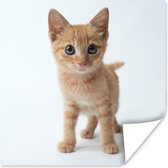 Poster Kat - Rood - Kitten - Meisjes - Kinderen - Jongens - Kindje - 75x75 cm