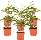 6x Actinidia Deliciosa 'Ananasnaya' - Buitenplant - Winterhard - ⌀9 cm - ↕25-35 cm