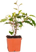 Actinidia Deliciosa 'Ananasnaya' - Buitenplant - Winterhard - ⌀9 cm - ↕25-35 cm