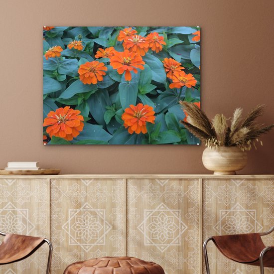 Fleurs de zinnia Oranje avec feuilles vertes Plexiglas 80x60 cm - Tirage photo sur Glas (décoration murale plexiglas)