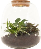 DIY Flessentuin met licht ong. 25 cm groot - Mini-ecosysteem voor jouw Urban Jungle van Botanicly