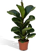 Vioolplant (Ficus lyrata Bambino) met bloempot – Hoogte: 30 cm – Kamerplant van Botanicly