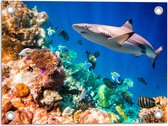 Tuinposter – Koraal - Vissen - Onderwater - Oceaan - Haai - 40x30 cm Foto op Tuinposter (wanddecoratie voor buiten en binnen)
